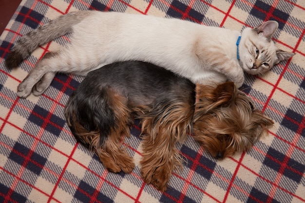 Un petit chien et un chaton dorment à l'amiable à la maison