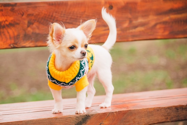 Petit chien chihuahua sur banc. Animal domestique mignon à l'extérieur. Chiot Chihuahua dans le parc en vêtements.
