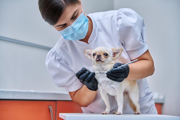 Petit chien chihuahua en cours d'examen par un médecin dentiste dans une clinique vétérinaire