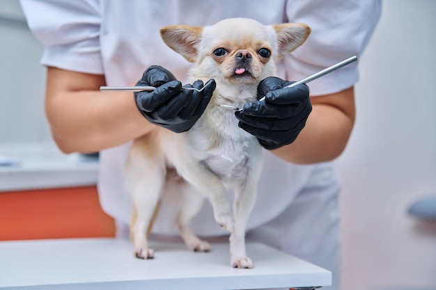 Petit chien chihuahua en cours d'examen par un médecin dentiste dans une clinique vétérinaire