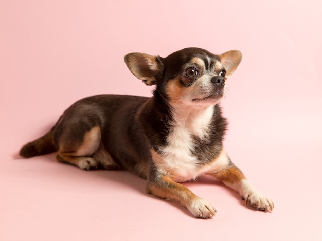 Un petit chien Chihuahua sur fond rose. Regarde au loin, un blanc pour annoncer un magasin vétérinaire. Espace de copie.