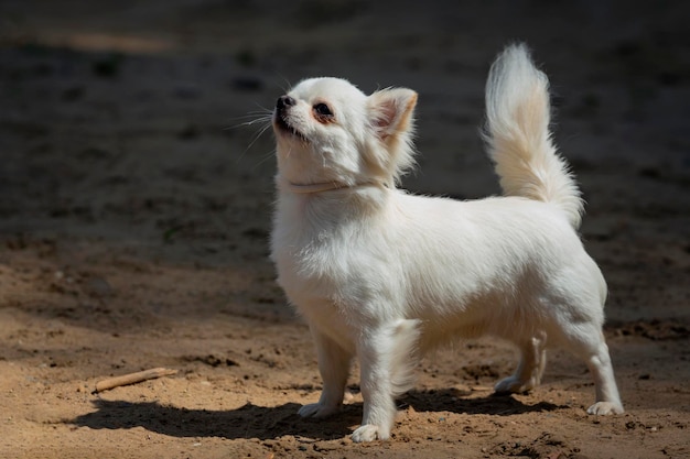 Petit chien chihuahua jouant sur un terrain sablonneux