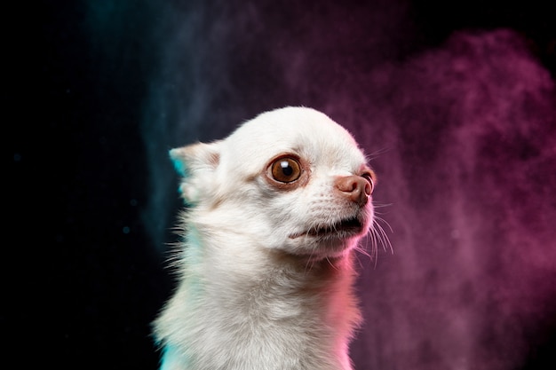 Le petit chien Chihuahua pose. Chien ou animal de compagnie crème blanc ludique mignon isolé sur fond de couleur néon dans un nuage de fumée. Concept de mouvement, de mouvement, d'amour des animaux de compagnie. Il a l'air heureux, ravi, drôle.