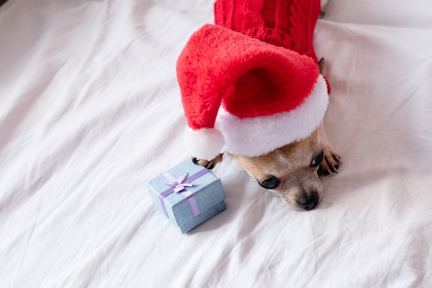 Un petit chien chihuahua se trouve sur un lit blanc dans un pull rouge et un chapeau de père Noël la veille de Noël