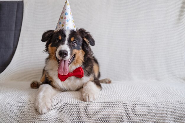 Petit chien chiot mignon berger australien trois couleurs avec chapeau de fête en noeud papillon rouge sur le canapé. Bon anniversaire. Allongé sur le canapé-lit.