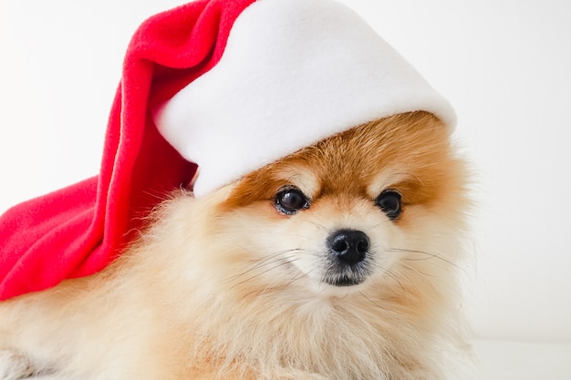 Petit chien chiot de Poméranie en chapeau de père Noël rouge à Noël