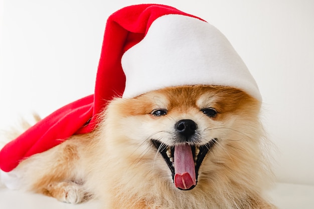 Petit chien chiot de Poméranie en chapeau de père Noël rouge à Noël