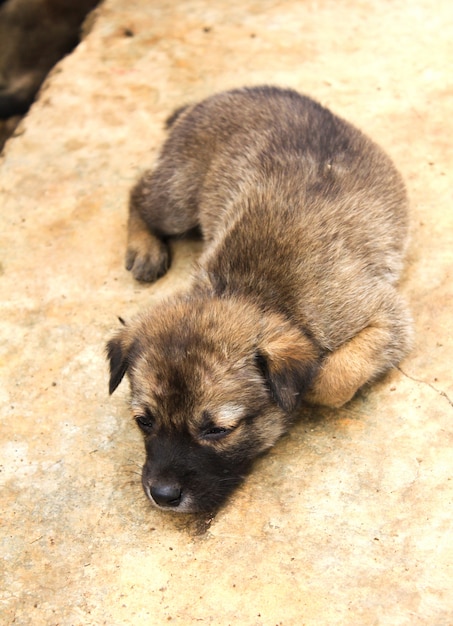 Petit chien chiot reposant sur le sol