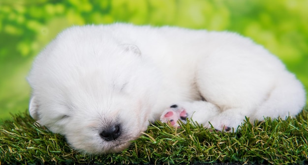 Petit chien chiot Samoyède blanc sur fond d'herbe verte