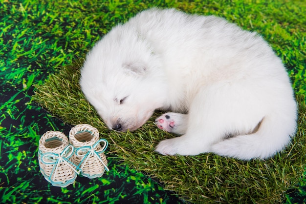 Petit chien chiot Samoyède blanc sur fond d'herbe verte