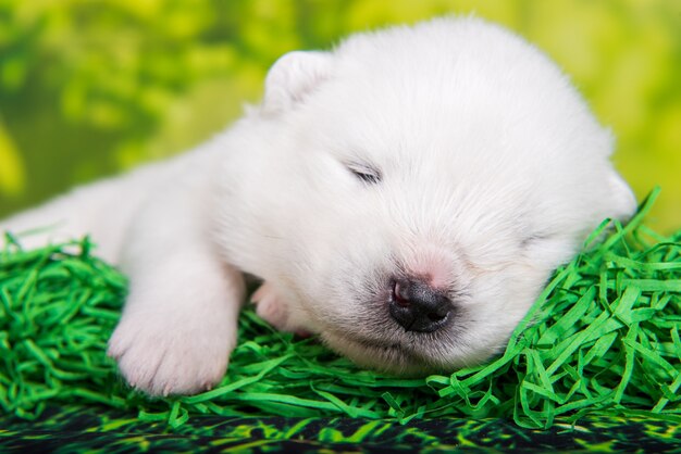 Petit chien chiot Samoyède blanc moelleux à l'âge de deux semaines sur l'herbe verte