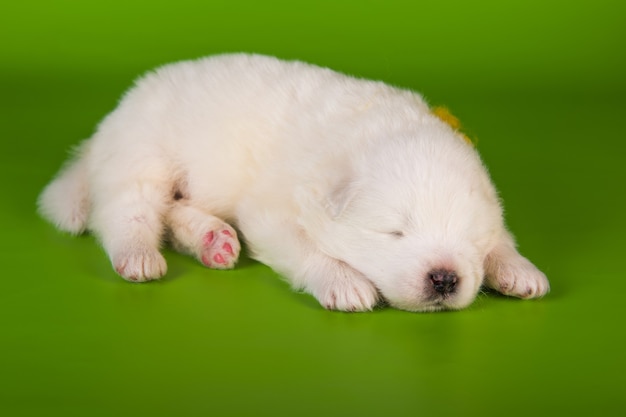 Petit chien chiot samoyède blanc