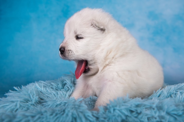 Petit chien chiot samoyède moelleux blanc bâille sur fond bleu