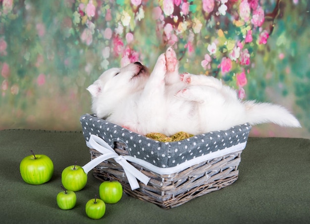 Petit chien chiot samoyède moelleux blanc dans un panier avec des pommes