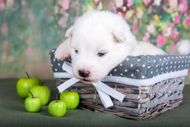 Petit chien chiot samoyède moelleux blanc dans un panier avec des pommes