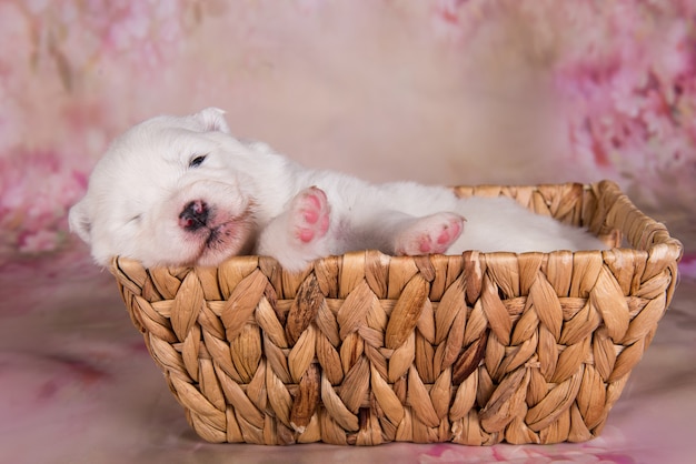 Petit chien chiot Samoyède moelleux blanc dans un panier