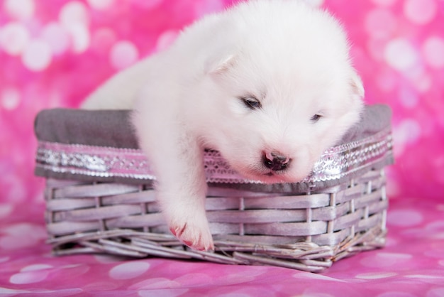 Petit chien chiot Samoyède moelleux blanc dans un panier