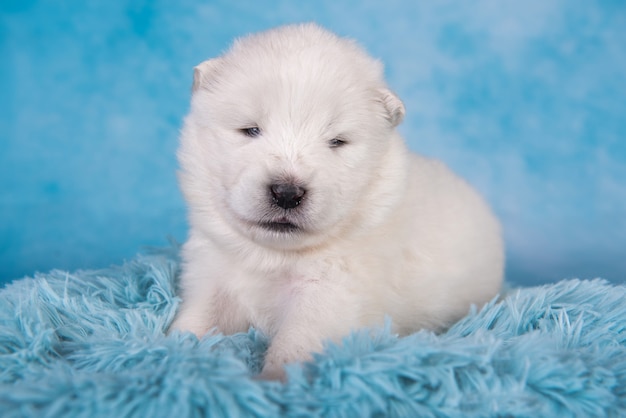 Petit chien chiot samoyède moelleux blanc est assis sur bleu