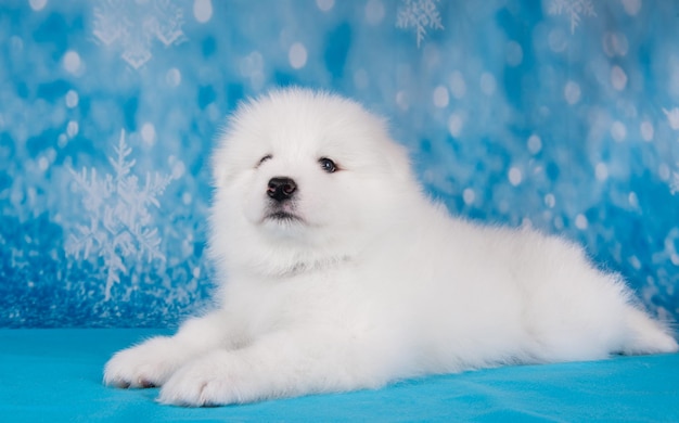 Petit chien chiot Samoyède moelleux blanc est assis sur une couverture bleue