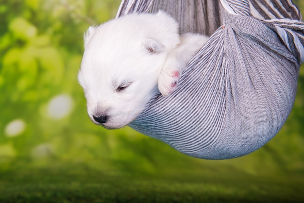 Petit chien chiot Samoyède moelleux blanc est dans une écharpe