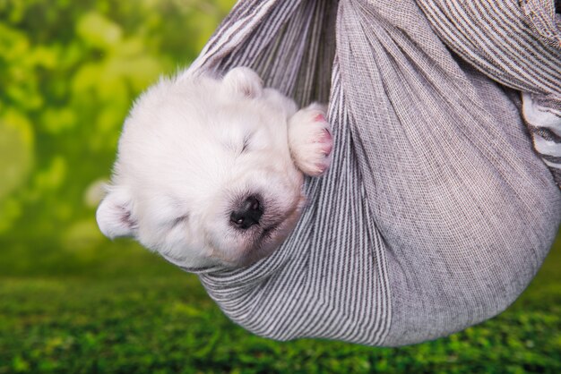 Petit chien chiot Samoyède moelleux blanc est dans une écharpe
