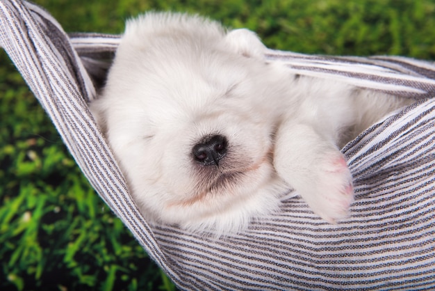 Petit chien chiot Samoyède moelleux blanc est dans une écharpe