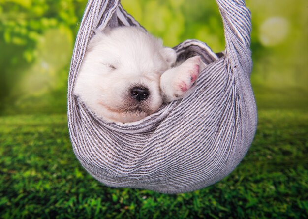 Petit chien chiot Samoyède moelleux blanc est dans une écharpe