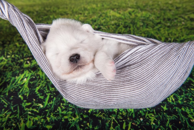 Petit chien chiot Samoyède moelleux blanc est dans une écharpe