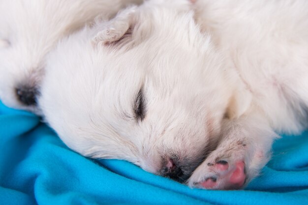 Petit chien chiot Samoyède moelleux blanc