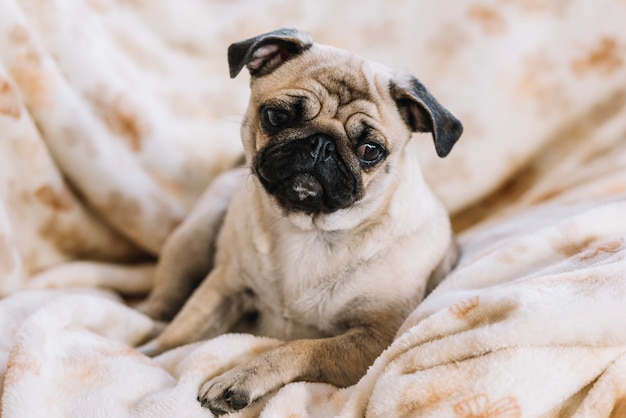 Petit chien couché sur une couverture