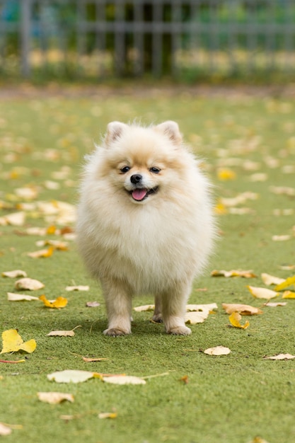 Petit chien couché sur l&#39;herbe