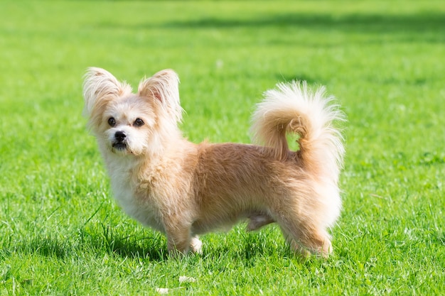 Petit chien couché sur l&#39;herbe