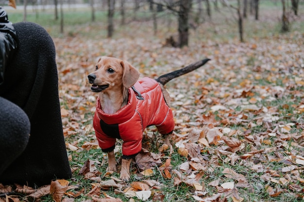 Petit chien dans une combinaison rouge dans le parc d'automne pinscher nain et vêtements pour une promenade à l'automne