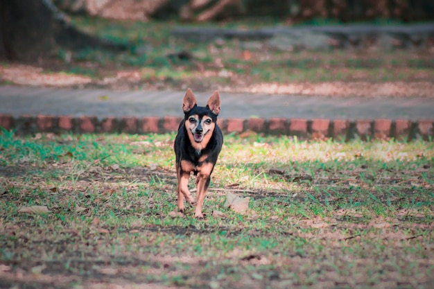 petit chien dans le parc