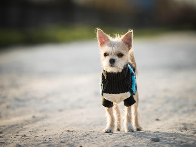 Petit chien dans un vêtement pour chien Vêtements pour animaux Chien mignon sur un chemin de terre Marche avec le chien