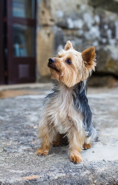 petit chien dans le village