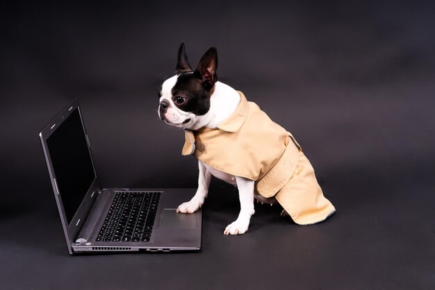 Petit chien drôle allongé devant l'ordinateur portable et regardant avec intérêt l'écran en studio