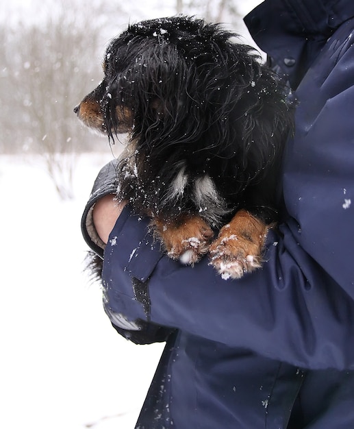 Petit chien effrayé mignon assis sur les mains de l'homme dans le parc d'hiver enneigé.