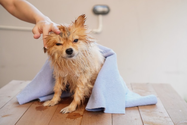 Petit chien est assis sur une table en bois et sèche les poils de chien avec un chiffon absorbant bleu