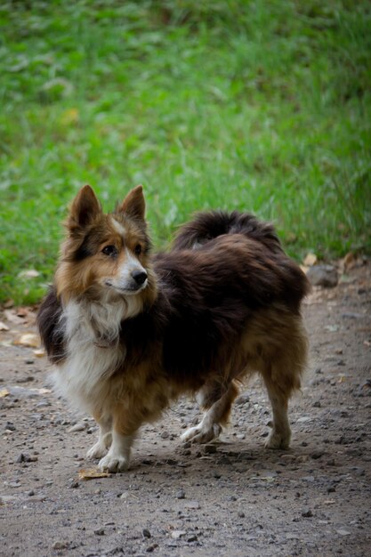 Photo un petit chien est intéressé et confus. vue de côté.