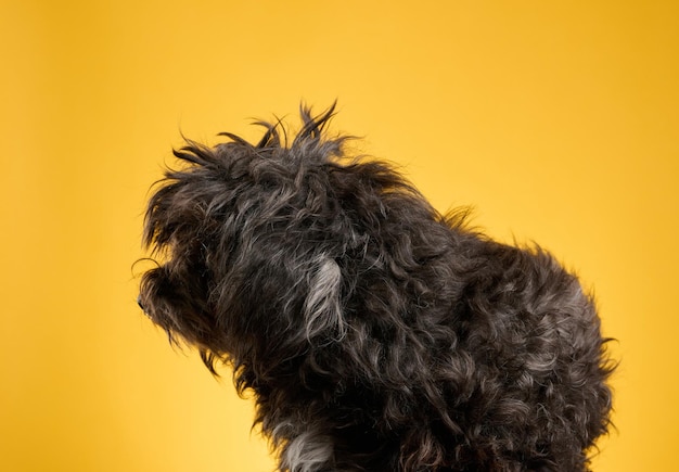 Le petit chien à fourrure noir se repose sur un fond jaune et regarde en avant