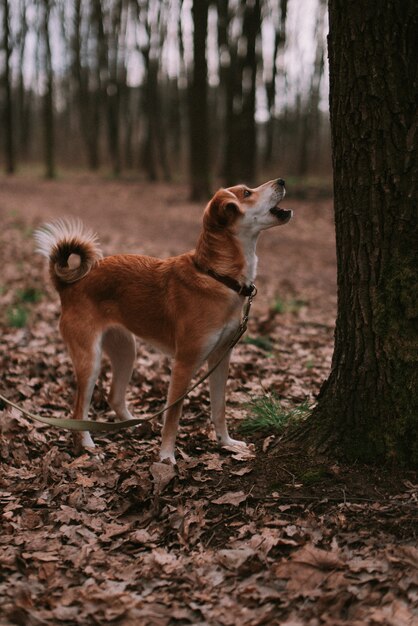 Petit chien de gingembre en forêt