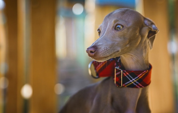 Petit chien Greyhound italien dans le parc