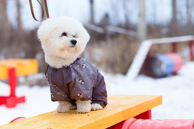 Petit chien hirsute en formation de vêtements en hiver