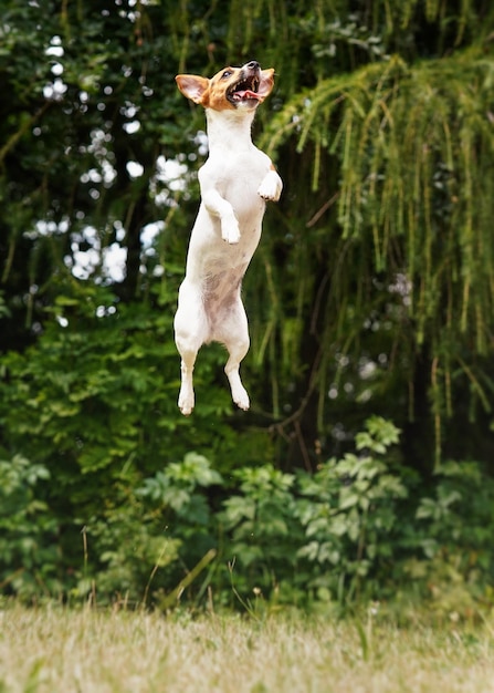 Petit chien Jack Russell sautant haut dans les airs.