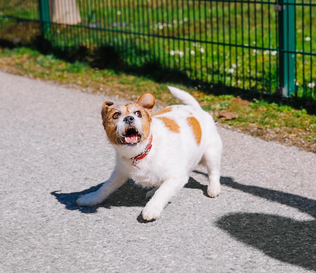 Un petit chien Jack Russell Terrier marchant avec son propriétaire dans une ruelle de la ville