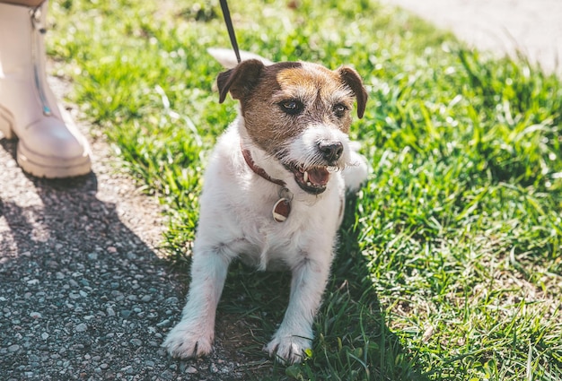 Un petit chien Jack Russell Terrier marchant avec son propriétaire dans une ruelle de la ville