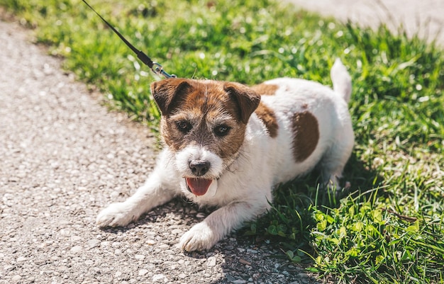 Un petit chien Jack Russell Terrier marchant avec son propriétaire dans une ruelle de la ville