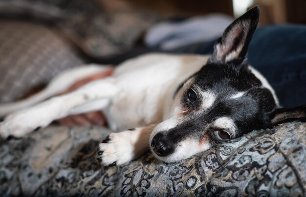 Petit chien jouet Fox Terrier se détendre sur le lit à la maison