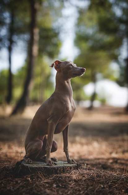 Petit chien lévrier italien dans la forêt